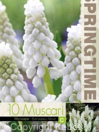 Muscari Botryoides Album