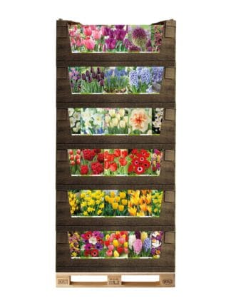 Display Economy - packages in displaybox 450