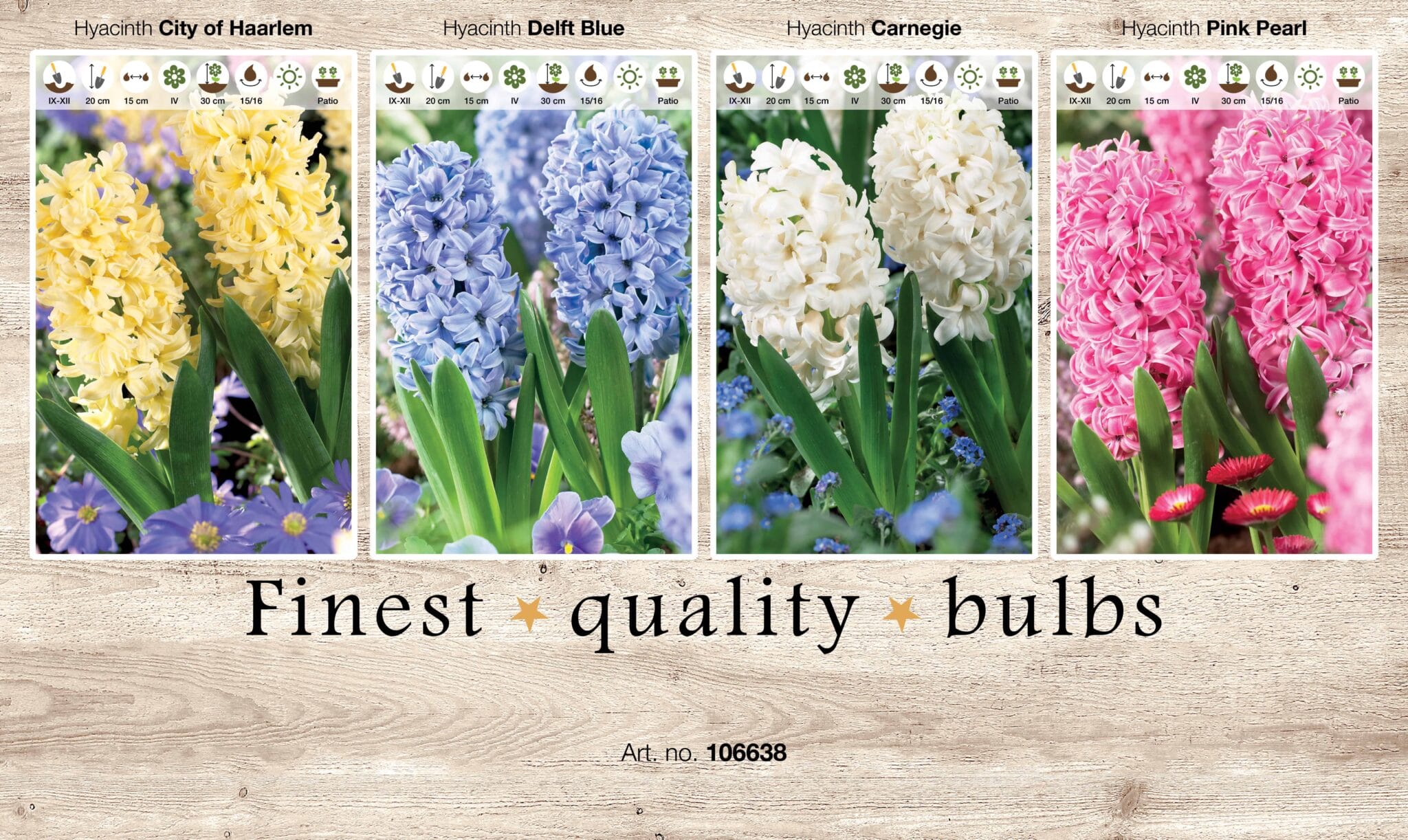 Showbox Hyacinthus 106638