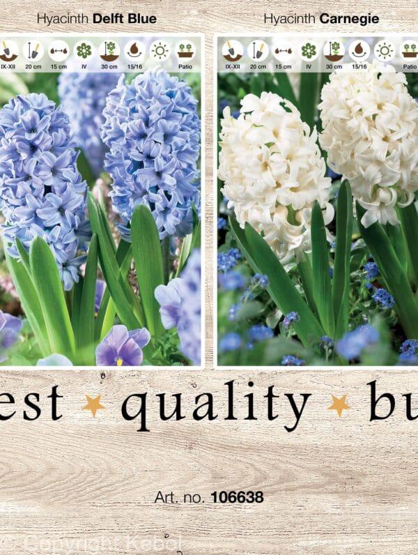 Showbox Hyacinthus 106638
