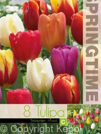 Tulipa Triumph Mixed
