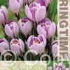 Crocus Pickwick