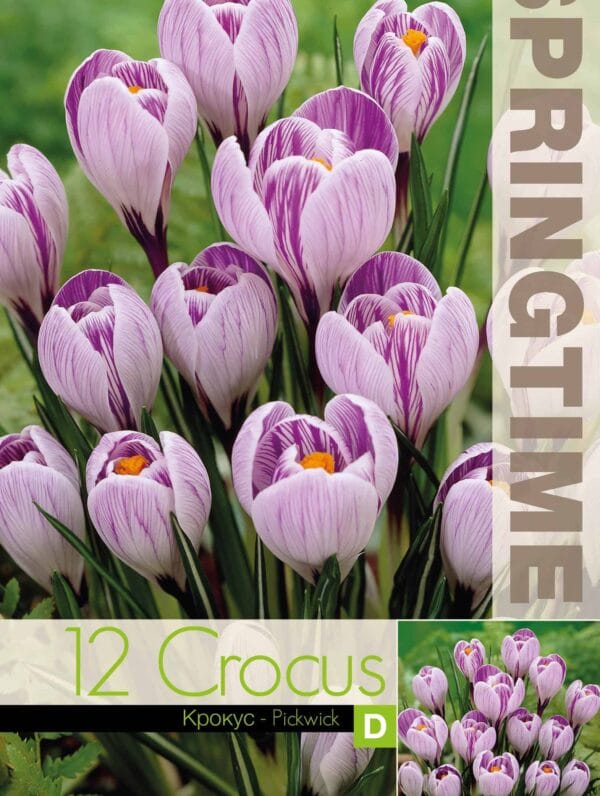 Crocus Pickwick