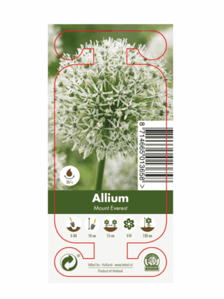 Nature Allium Mount Everest