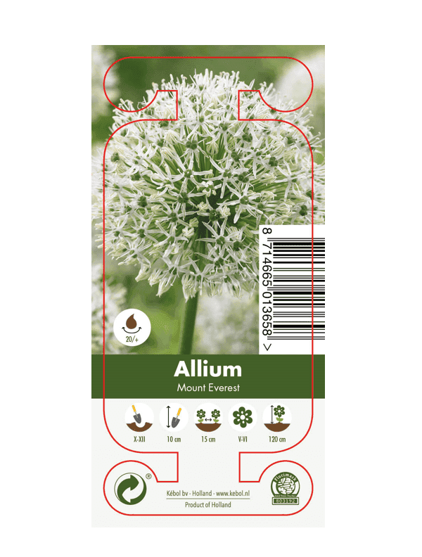 Nature Allium Mount Everest
