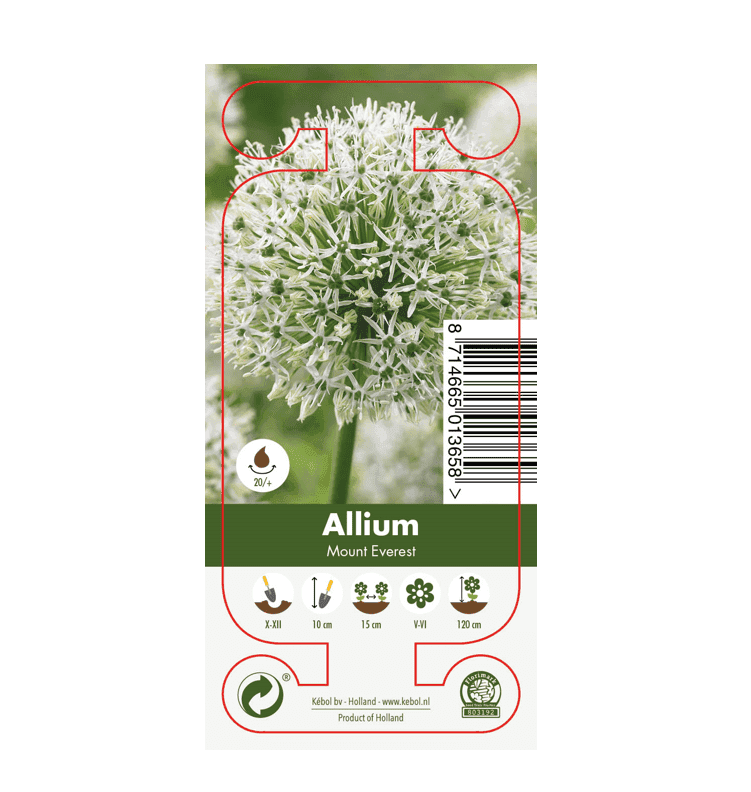 Nature Allium Mount Everest