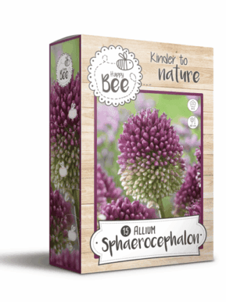 Happy Bee Allium Sphaerocephalon
