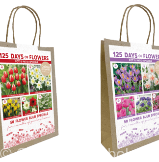 CyG 125 Days Balcony Mixed