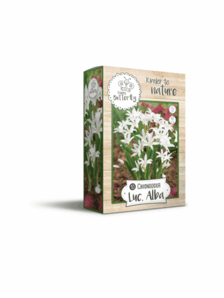 Happy Bee Chionodoxa Luciliae Alba