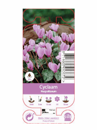 Nature Cyclamineus Neapolitanum