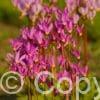 Primula (Dodecatheon) jeffreyi