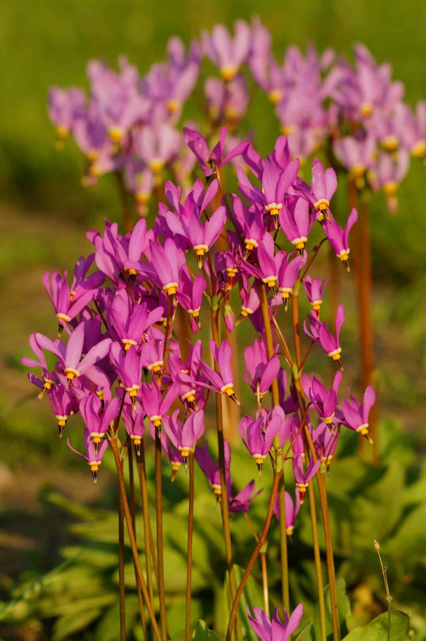 Primula (Dodecatheon) jeffreyi