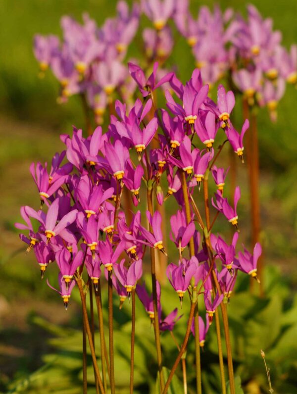 Dodecatheon Jeffreyi