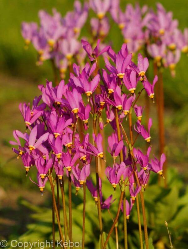 Primula (Dodecatheon) jeffreyi