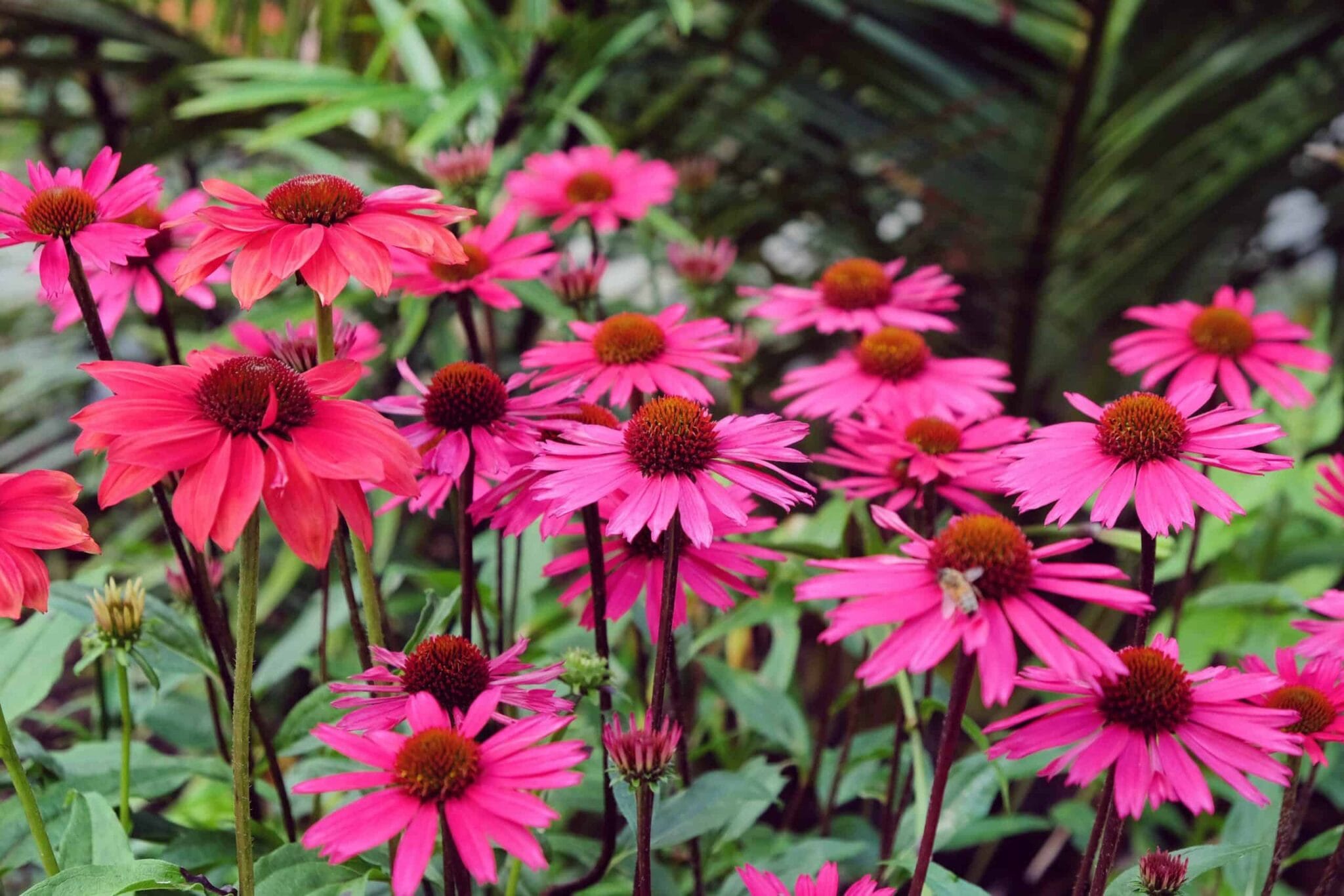 Echinacea Sensation Pink