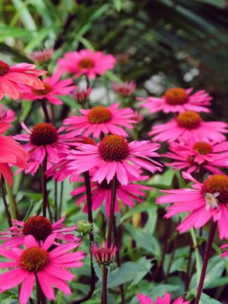 Echinacea Sensation Pink - bag