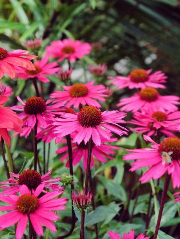 Echinacea Sensation Pink - bag