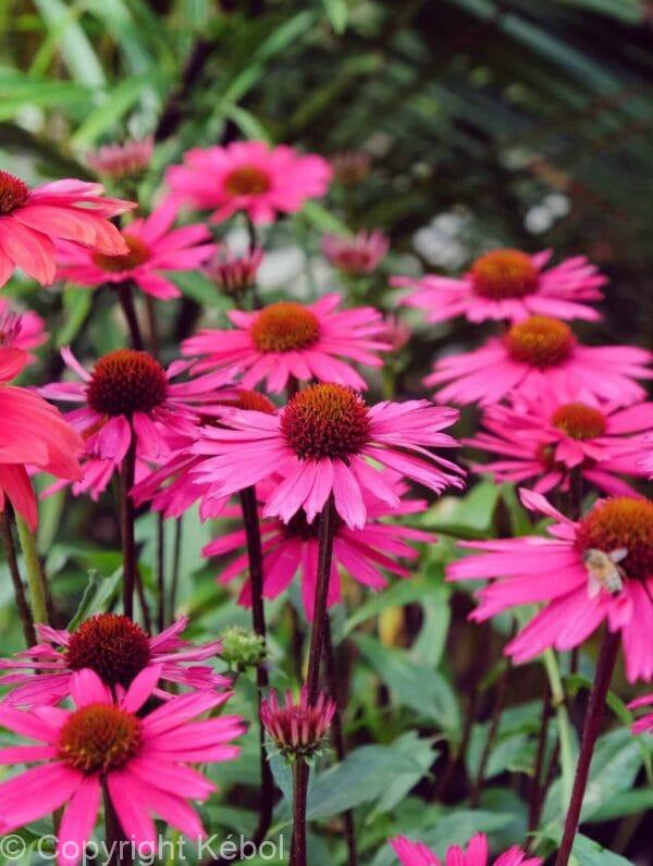 Echinacea Sensation Pink