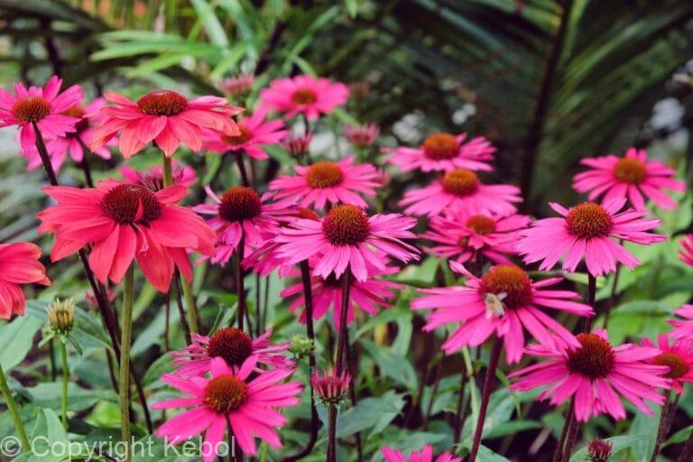 Echinacea Sensation Pink