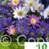 Anemone Blanda Mixed