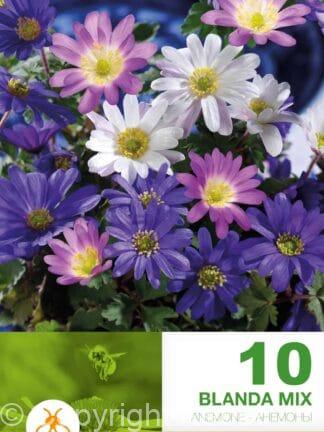 Anemone Blanda Mixed