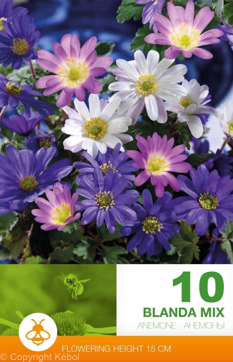 Anemone Blanda Mixed