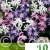Chionodoxa Mixed
