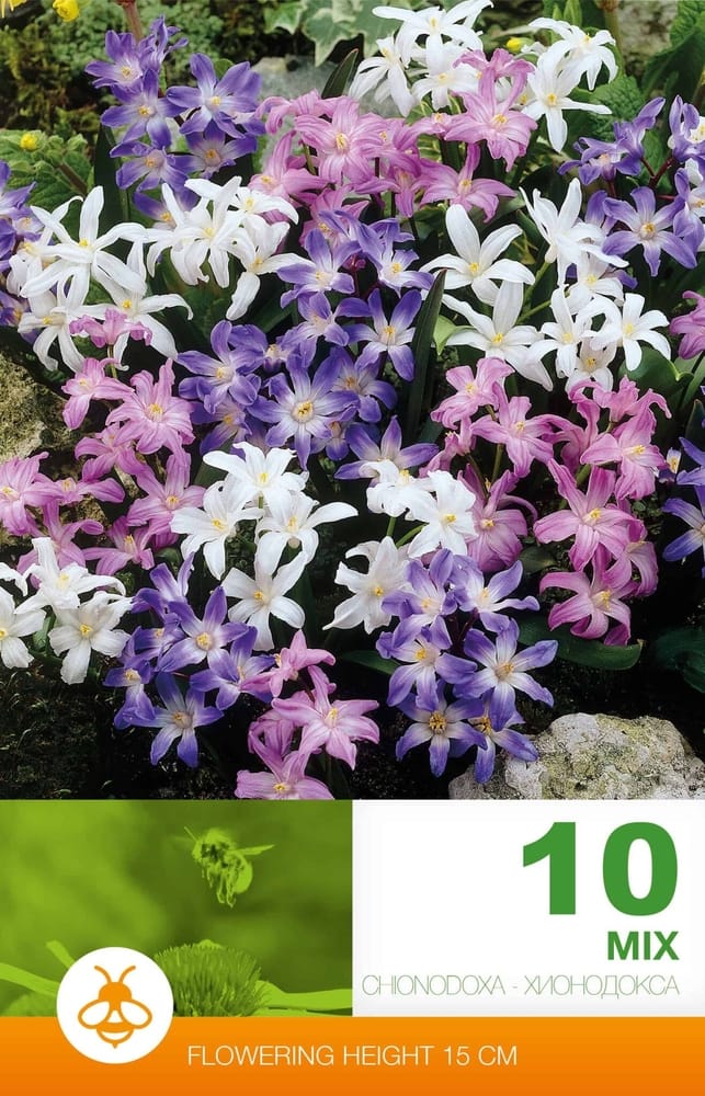 Chionodoxa Mixed