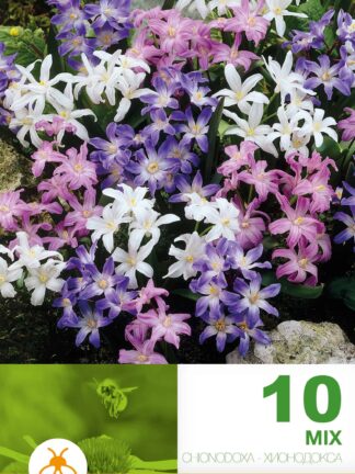 Chionodoxa Mixed