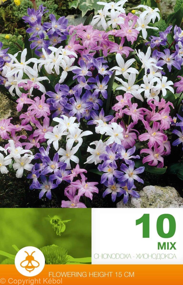 Chionodoxa Mixed