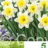 Narcissus Ice Follies