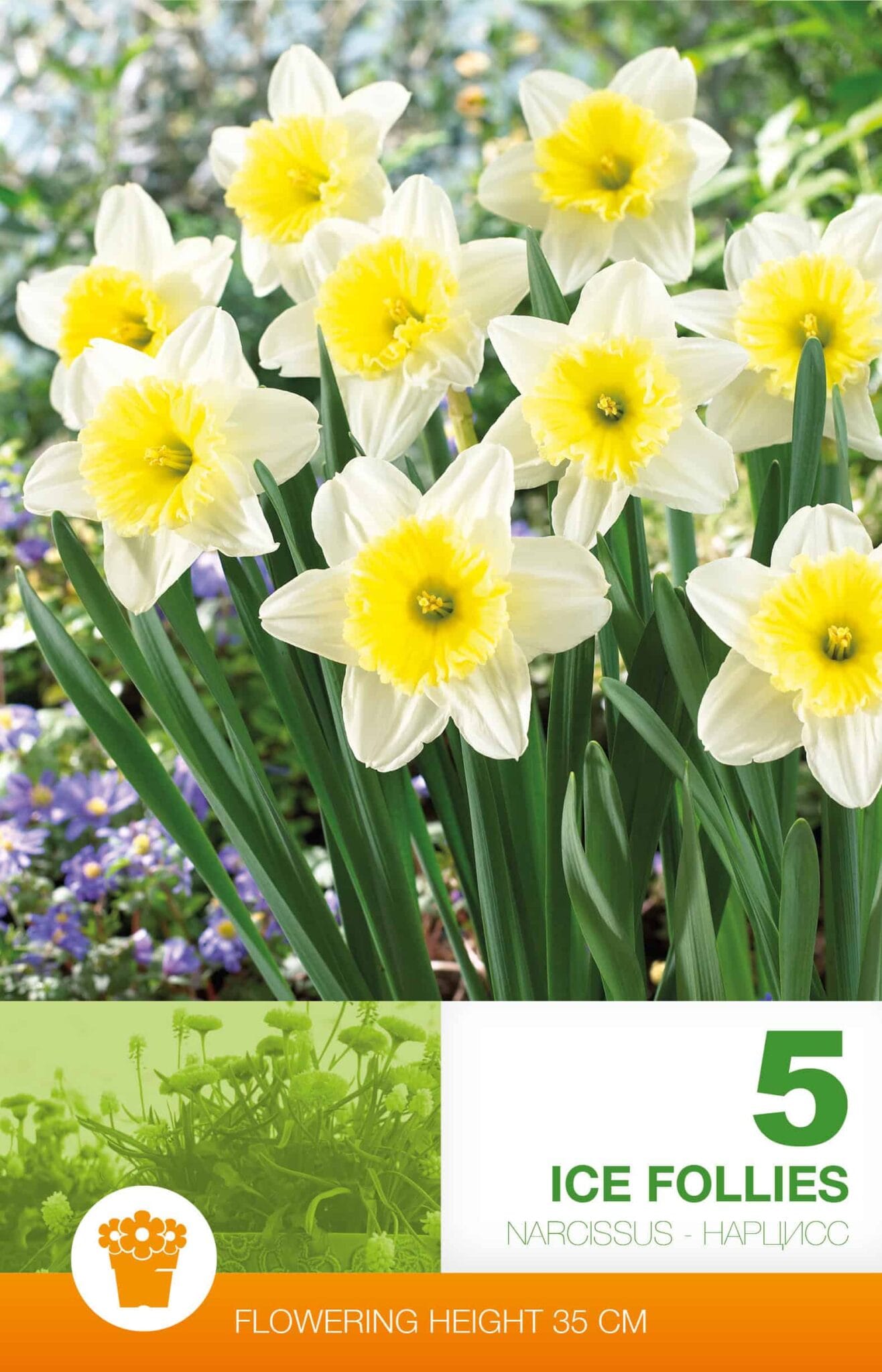 Narcissus Ice Follies