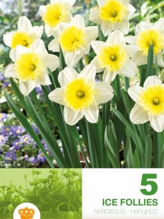 Narcissus Ice Follies