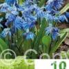 Scilla Siberica
