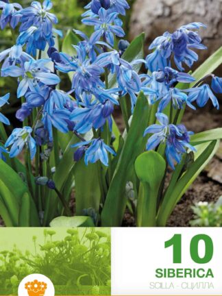 Scilla Siberica