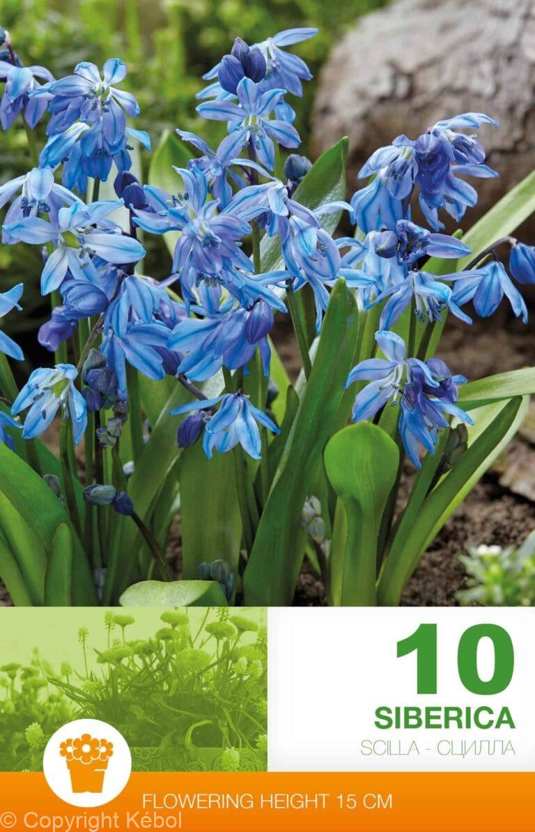 Scilla Siberica
