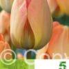 Tulipa Daydream