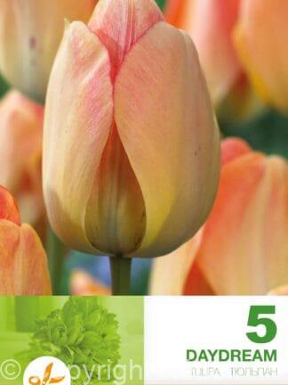 Tulipa Daydream