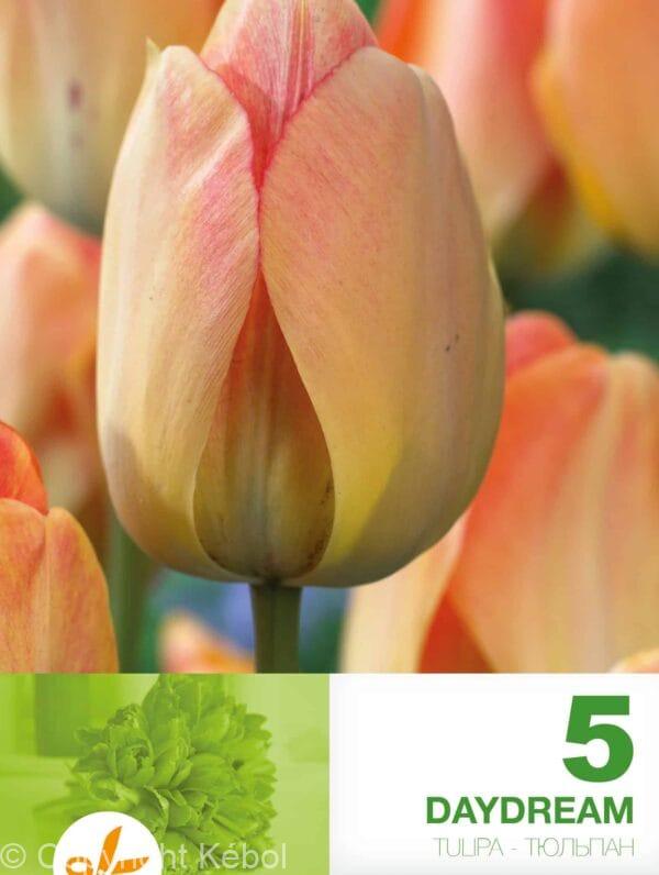 Tulipa Daydream