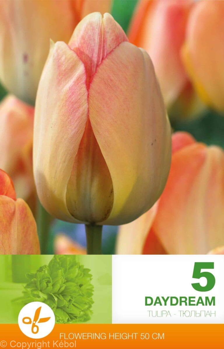 Tulipa Daydream