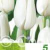 Tulipa Hakuun