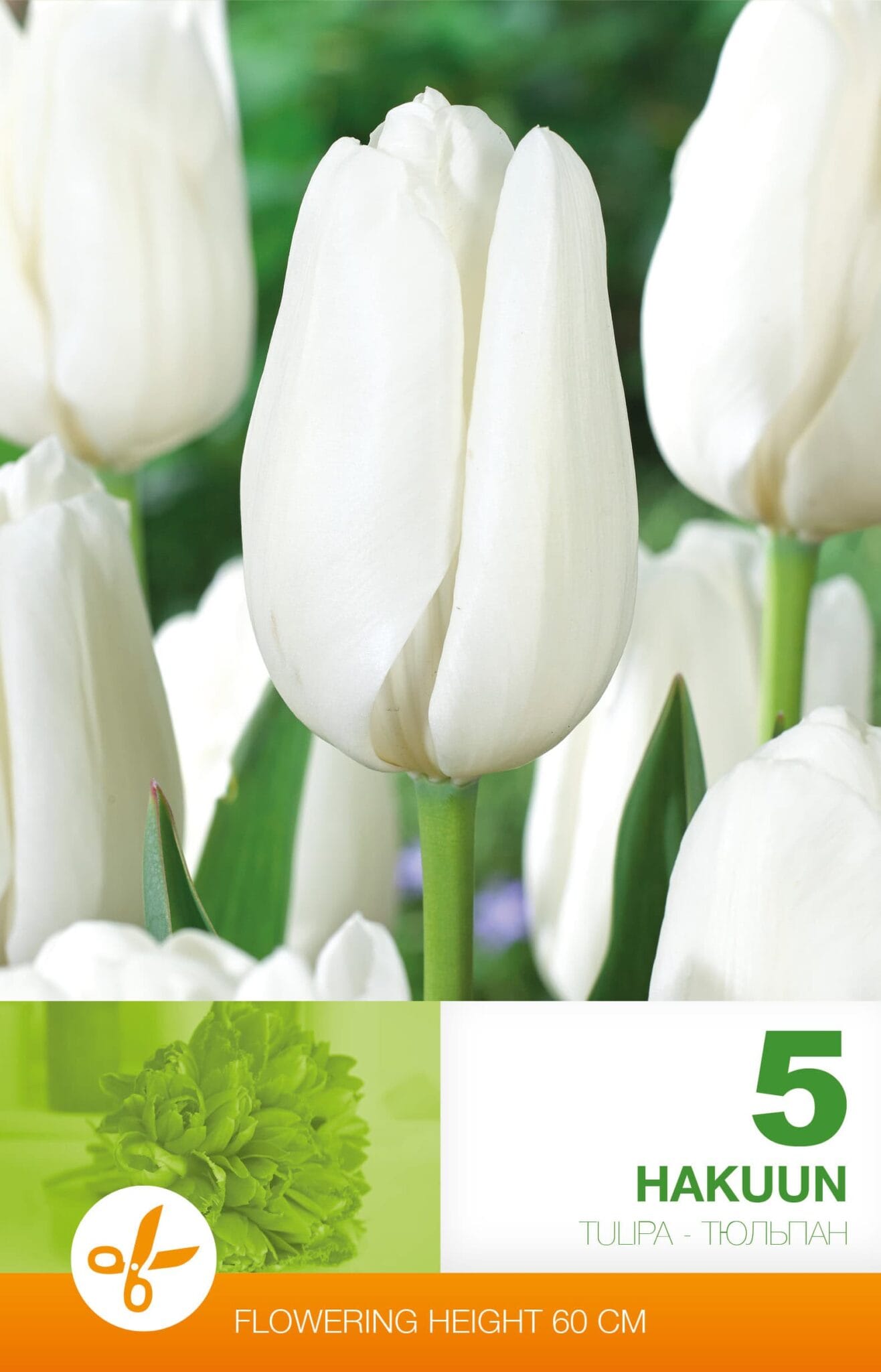 Tulipa Hakuun