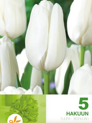 Tulipa Hakuun