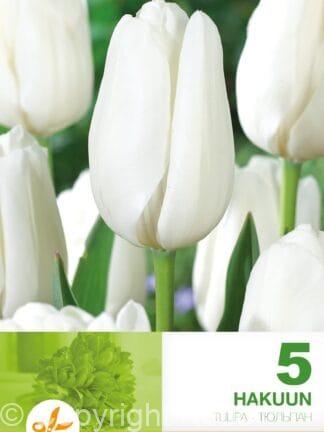 Tulipa Hakuun