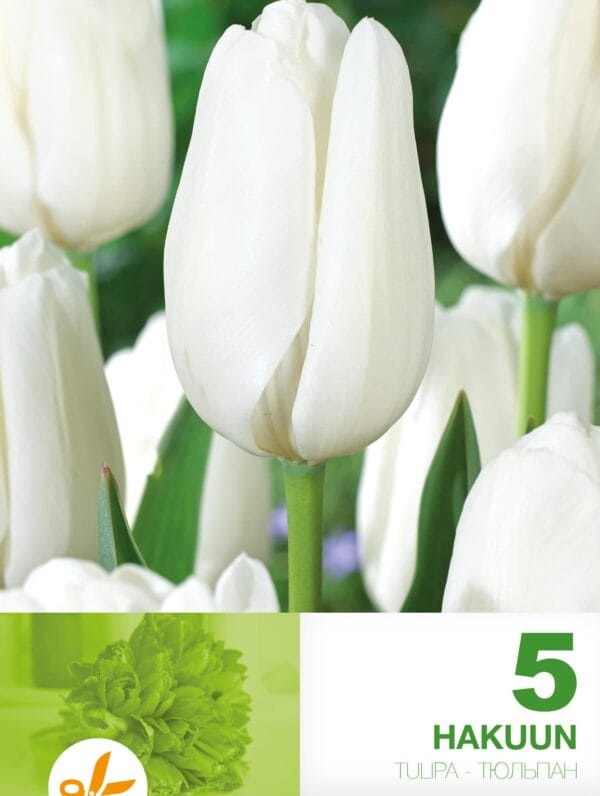 Tulipa Hakuun