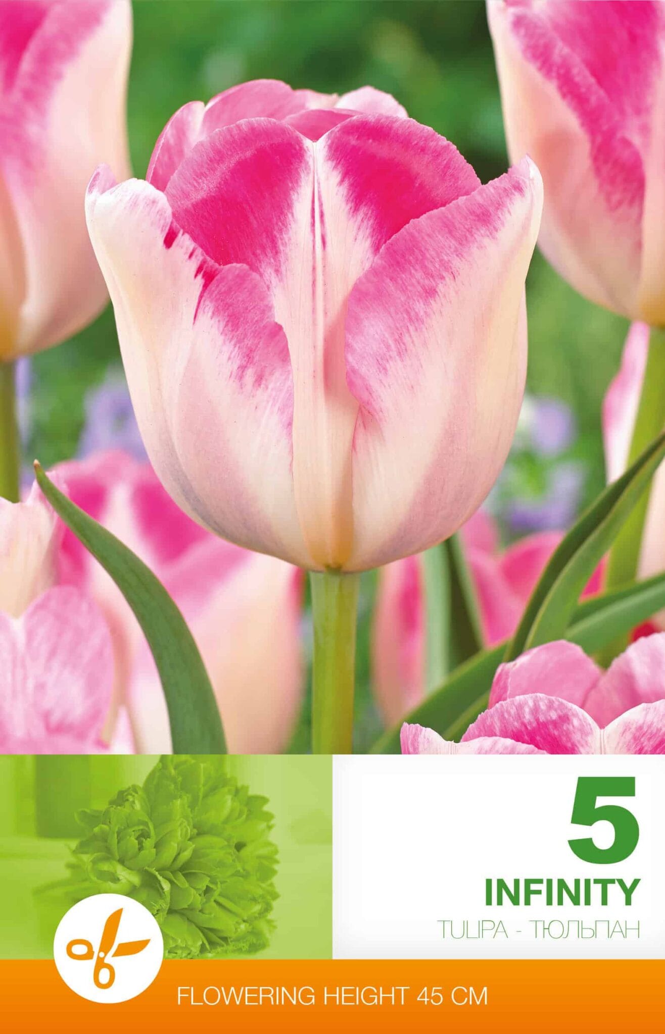Tulipa Infinity