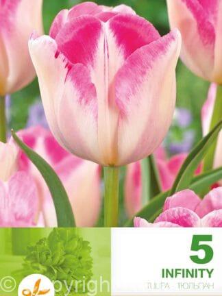 Tulipa Infinity
