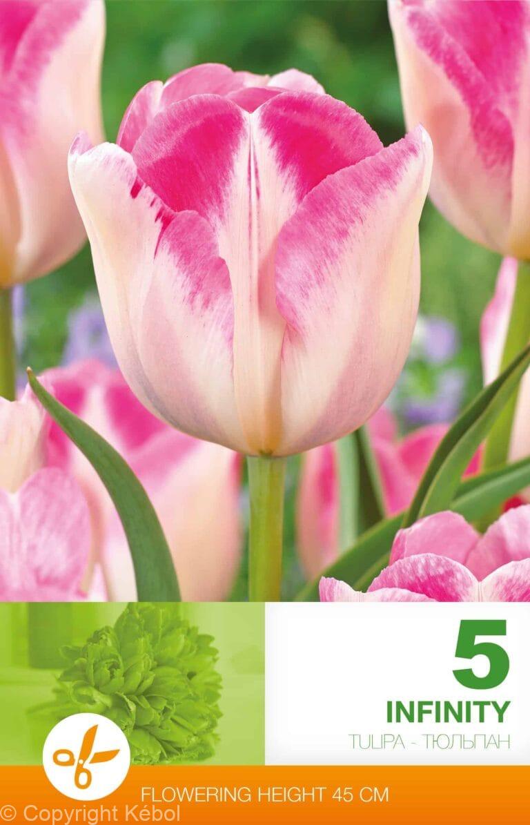 Tulipa Infinity