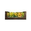 Economy Display box Yellow
