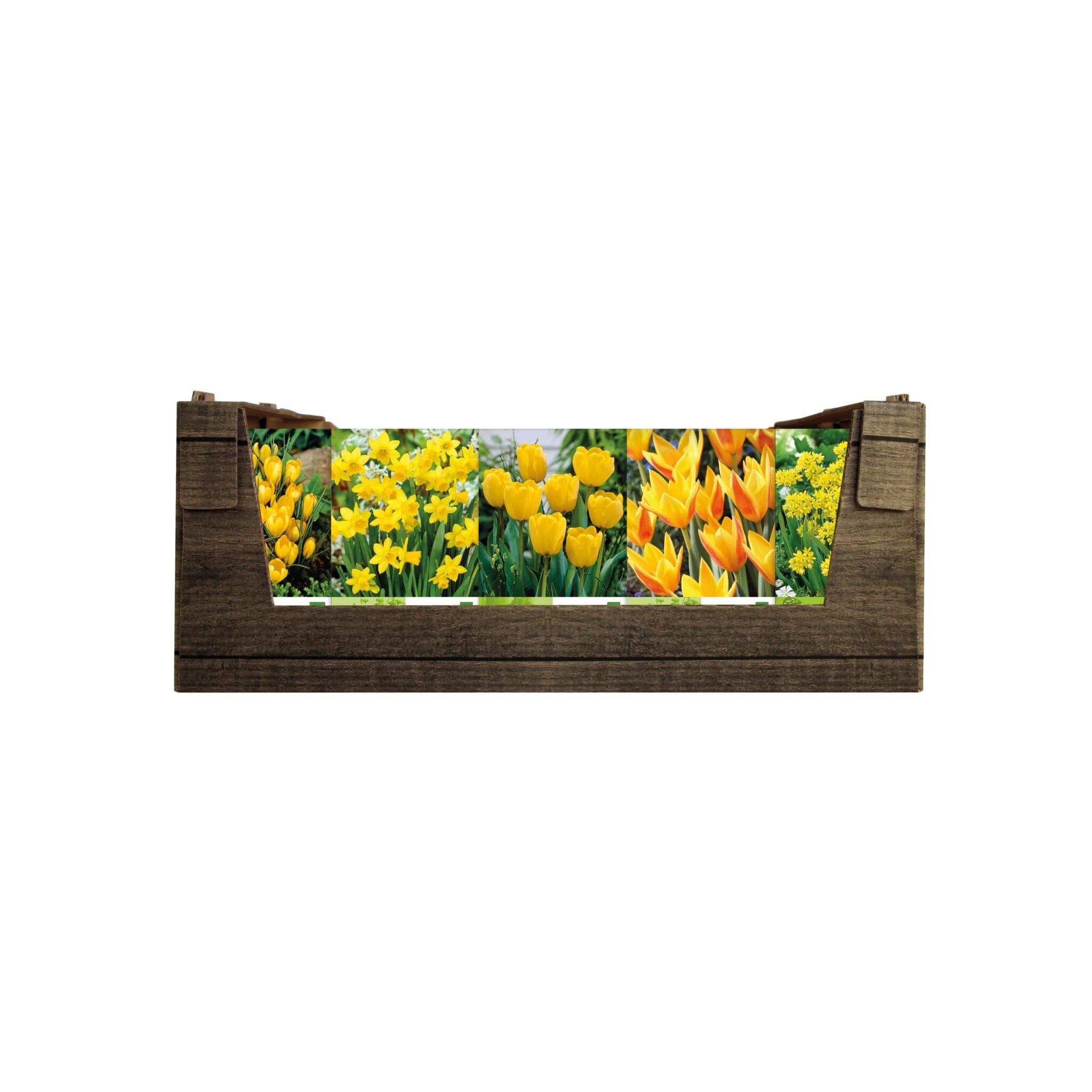 Economy Display box Yellow